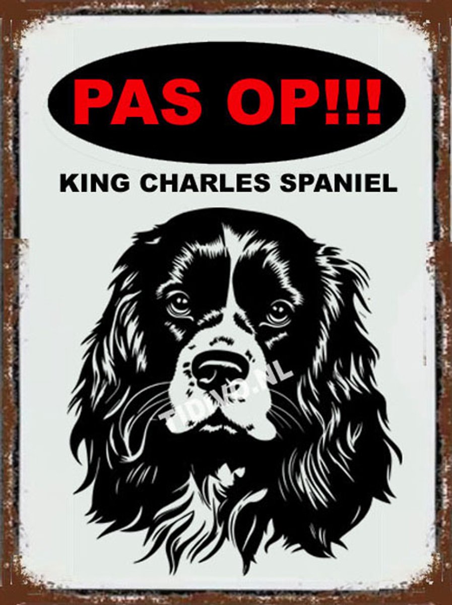 King Charles Spaniël 17