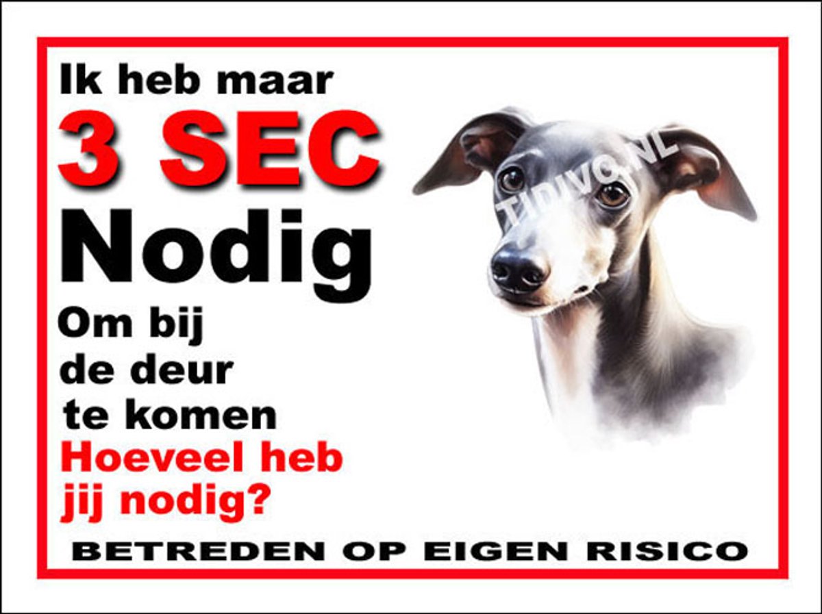 Italiaanse Windhond 6