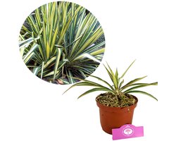 Yucca filamentosa ‘Color Guard’ – Palmlelie – ±30 cm hoog – 2L pot