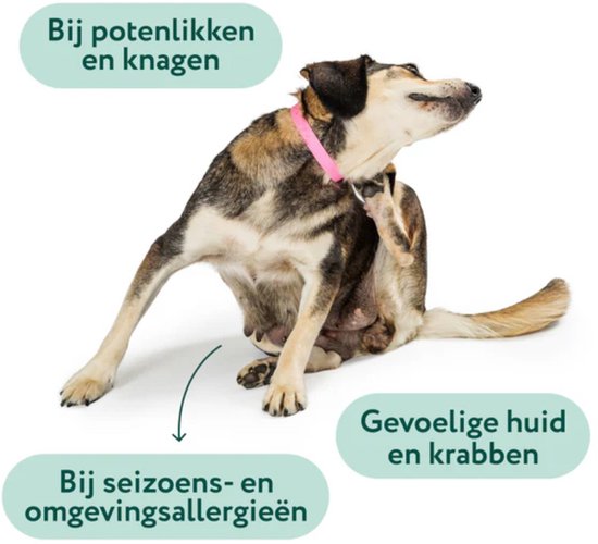 De 7 Beste Anti-Jeuk Middelen Voor Honden in 2025 (Volgens Dierenartsen