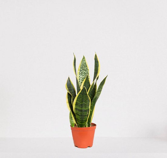 Sansevieria