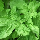 Kruiden zaden - Japanse Basilicum groen (Shiso, Perilla)