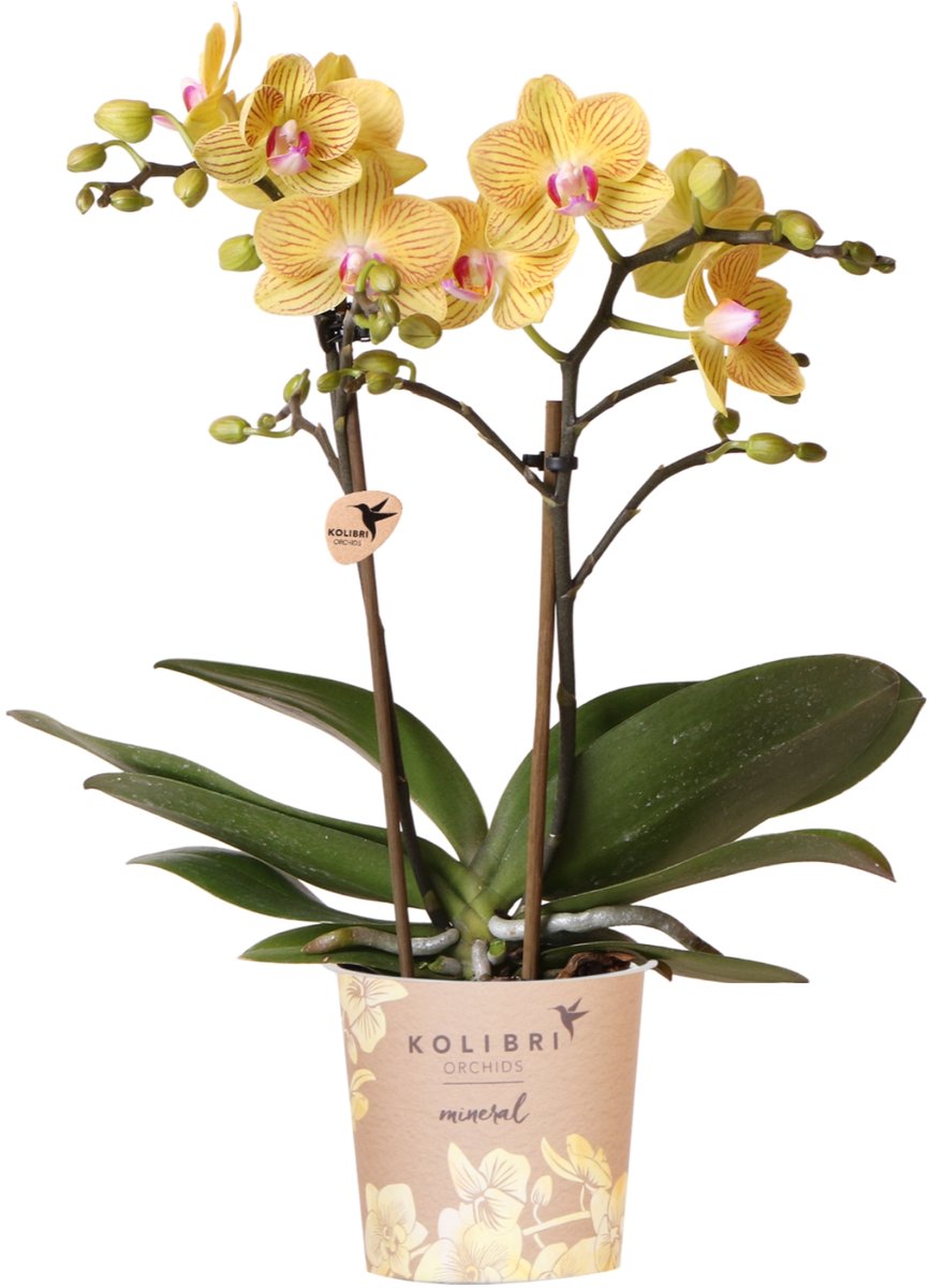 Kolibri Orchids | gele Phalaenopsis orchidee - Lima - potmaat Ø9cm | bloeiende kamerplant - vers van de kweker