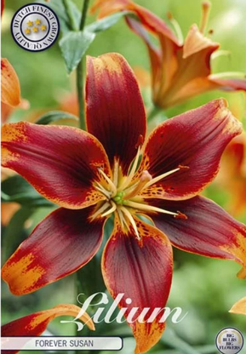 Dutch Finest Quality bloembollen Lilium Forever Susan x 2 16/18s