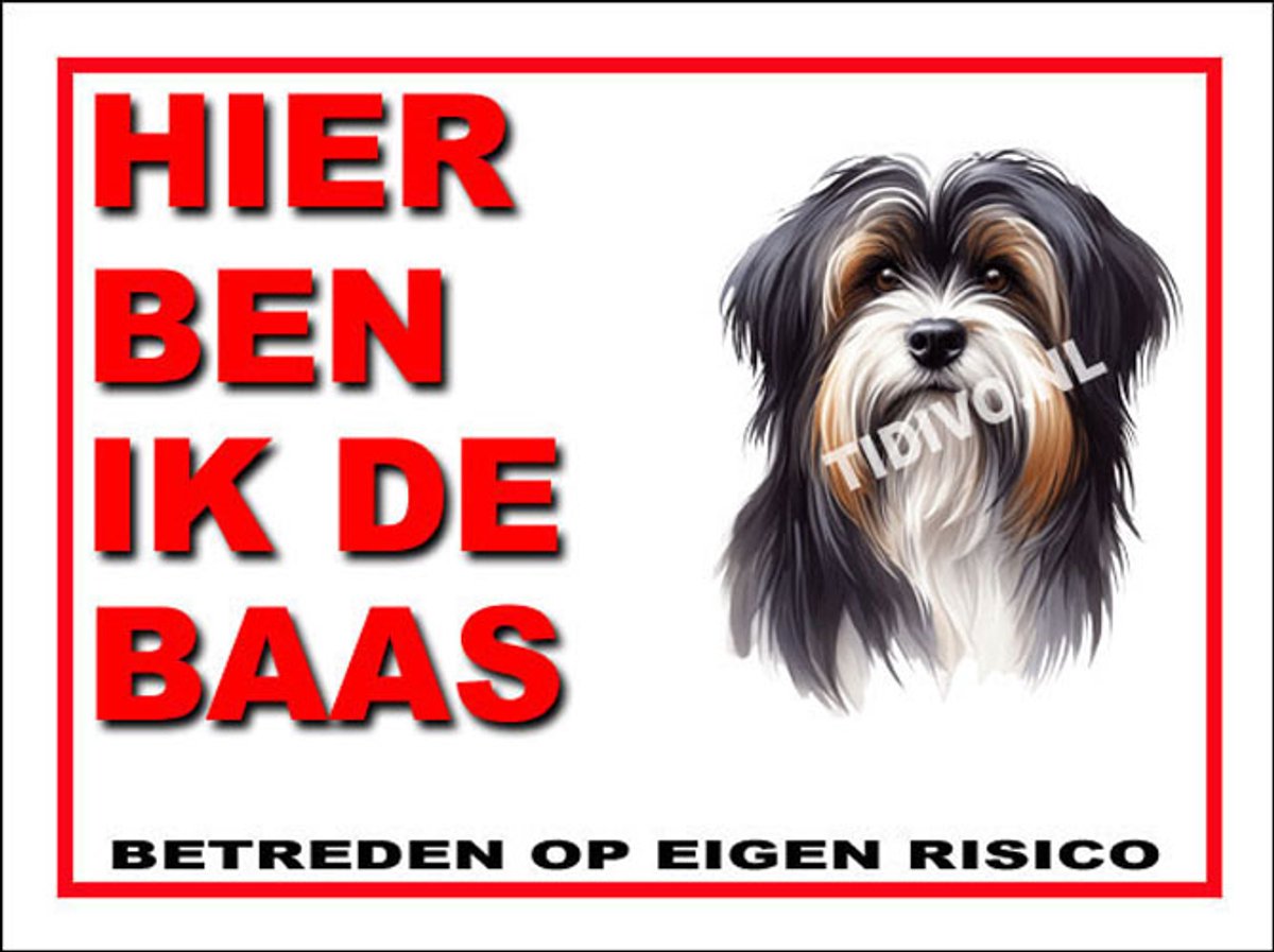 Tibetaanse Terrier 2