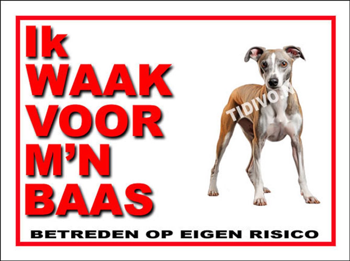 Whippet 9