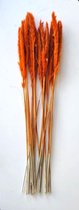 Supervintage droogbloemen pampas silvy bundel orange 24 takken 80 cm