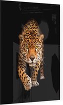 Sluipende Jaguar op zwarte achtergrond - Foto op Plexiglas - 30 x 40 cm