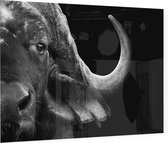 Buffalo zwart wit - Foto op Plexiglas - 60 x 40 cm
