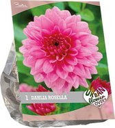 Baltus Urban Flowers Dahlia Rosella bloembollen per 1 stuks