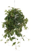 We Love Plants - Cissus Ellen Danic - 70 cm lang - Hangplant
