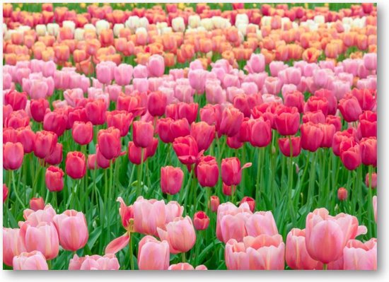 Tulpenveld in Nederland - 70x50 Canvas Liggend - Landschap - Natuur - Bloemen