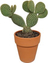 Opuntia microdasys in terracotta pot | Micky Mouse cactus | 1 stuk | Ø 18 cm |  30 -40 cm