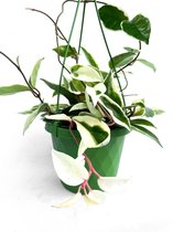 Hoya Carnosa (Trendy, Hangplant, Kamerplant, Urban Jungle)