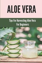 Aloe Vera: Tips For Harvesting Aloe Vera For Beginners
