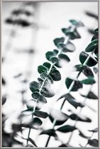 JUNIQE - Poster met kunststof lijst Eucalyptus 1 -30x45 /Groen & Wit