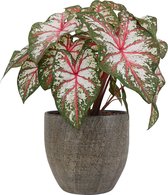 XL Caladium Tapestry met pot Emmy Brown ↕ 70cm - Kamerplant