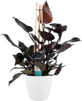 Philodendron Ruby  - Pyramide in ELHO Round (wit) ↨ 70cm - hoge kwaliteit planten