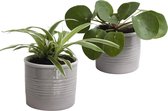 Set Pannenkoekplant en Graslelie in keramiek (grijs) ↨ 20cm - 2 stuks - hoge kwaliteit planten