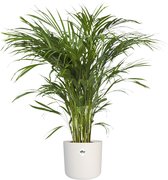 Goudpalm in ® ELHO b.for soft sierpot ↨ 90cm - hoge kwaliteit planten