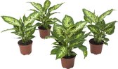 Dieffenbachia Compacta ↨ 30cm - 4 stuks - hoge kwaliteit planten