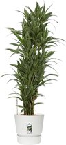 Dracaena Warneckei in Elho® Greenville pot ↨ 120cm - hoge kwaliteit planten