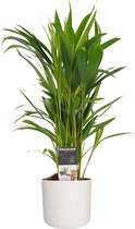 Dypsis lutescens (Areca) met Elho B.for soft white ↨ 50cm - hoge kwaliteit planten