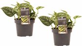 Duo Scindapsus Pictus Trebie ↨ 15cm - 2 stuks - hoge kwaliteit planten