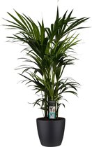 Kentia Palm - Elho brussels black ↨ 120cm - hoge kwaliteit planten