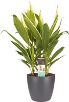 Cordyline new Conga met Elho brussels antracite ↨ 60cm - hoge kwaliteit planten