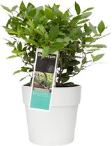 Laurus nobilis in ELHO Vibia sierpot voor buiten ↨ 35cm - hoge kwaliteit planten