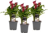 Zantedeschia Roze (3 stuks) ↨ 40cm - 3 stuks - hoge kwaliteit planten