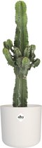 Euphorbia cactus in ® ELHO b.for soft sierpot ↨ 60cm - hoge kwaliteit planten