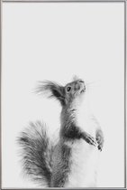 JUNIQE - Poster met kunststof lijst Red Squirrel III -60x90 /Grijs