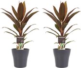 FloriaFor - Duo 2x Cordyline Rumba Met Anna Grey - - ↨ 40cm - ⌀ 12cm