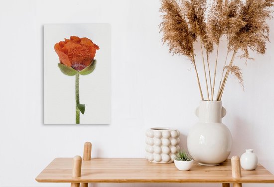 Pavot Oranje devant une toile de fond blanc 20x30 cm - petit - Tirage photo sur toile (Décoration murale salon / chambre) / Peintures Fleurs sur toile
