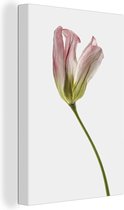 Canvas Schilderij Gedroogde bloem - Tulp - Roze - 40x60 cm - Wanddecoratie