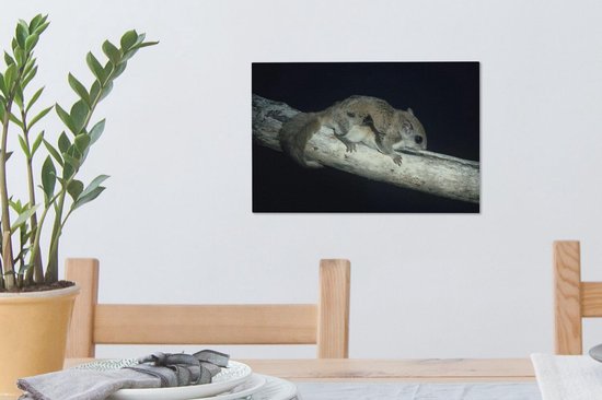 Écureuil volant sur une poutre toile 2cm 30x20 cm - petit - Tirage photo sur toile (Décoration murale salon / chambre) / Animaux sauvages Peintures sur toile
