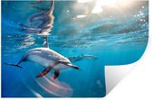 Sticker Muursticker Dolphin - Dauphins Spinner dans l'eau claire - 60x40 cm - feuille autocollante - sticker mural repositionnable