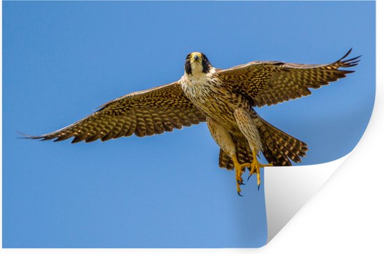 Stickers Stickers muraux - Faucon pèlerin - Ciel - Oiseau de proie - 60x40 cm - Film adhésif