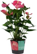 Mama's Planten - Anthurium - Maine - Flamingo Plant - Bloeiende Kamerplant - Geeft Sfeer En Zuurstof - ↨ 60cm - ⌀ 17cm