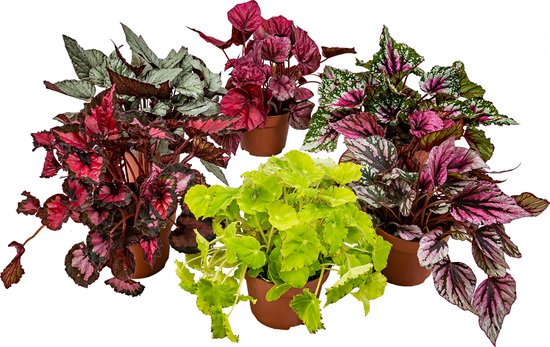 Begonia 'Beleaf' mix per 6 stuks | Bladbegonia - Kamerplant in kwekerspot ⌀12 cm - ↕25-35 cm