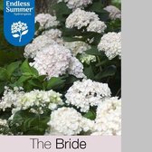 1x Hydrangea 'Endless Summer THE BRIDE' - Planthoogte 25-30 cm in pot
