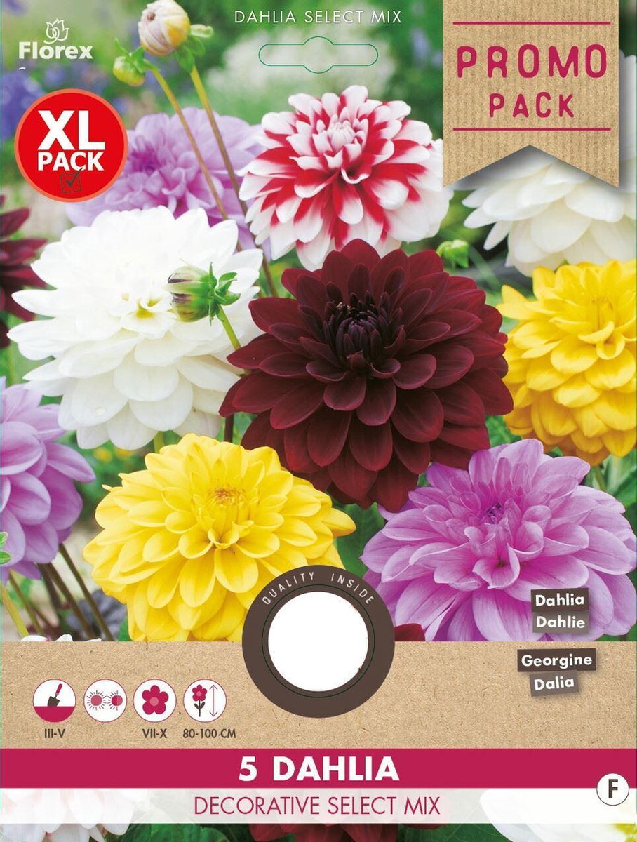 Florex Dahlia 5 Decorative Select Mix / Dahlia Select Mix 5 978.08