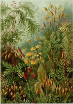 Muscinae, Ernst Haeckel - Foto op Forex - 60 x 80 cm