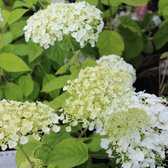 3x Hydrangea 'Strong Annabelle' / Incrediball - Hortensia - Planthoogte 30-50 cm in pot