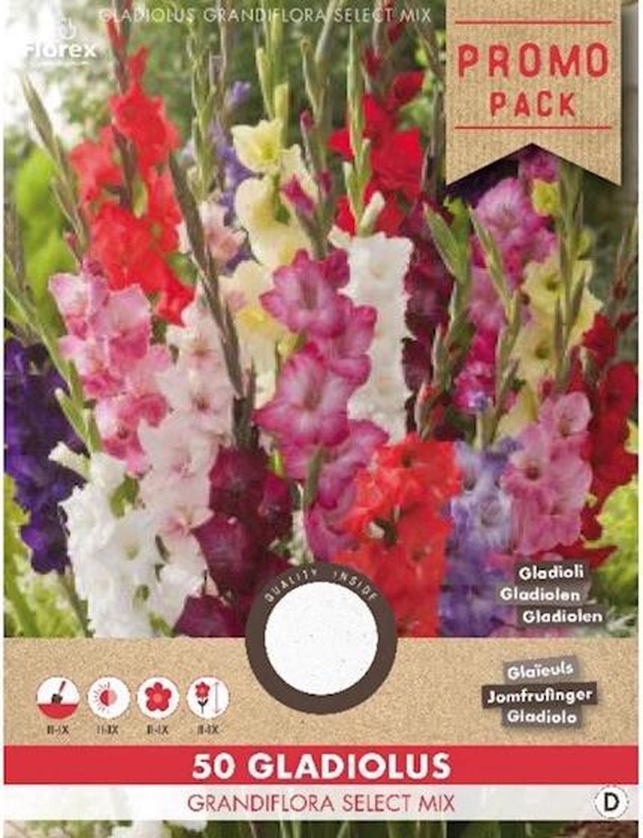 Florex Gladiolus 50 Grandiflora Mix / Gladiolen 50 Grandiflora Mix