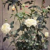 Seta Fiori - Rozenstruik - kunstplant - 145 cm - wit - *AANBIEDING*