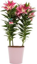 Lelie 'Starlight Express' (Roze) in zink – ↨ 55cm – ⌀ 19cm