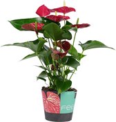 Mooie plant als cadeau | Kleur roze | Betekenis: jij bent heel lief | Flamingoplant | Anthurium | Fleur je huis op met deze mooie plant | Ø 17 cm - Hoogte 60 cm (waarvan +/- 45 cm plant en 15